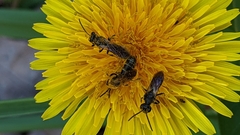 Lasioglossum fuscipenne