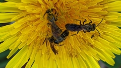 Lasioglossum fuscipenne
