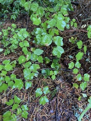 Vancouveria hexandra