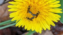 Lasioglossum fuscipenne