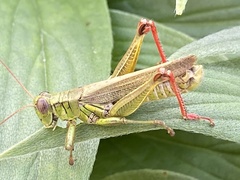 Melanoplus yarrowii