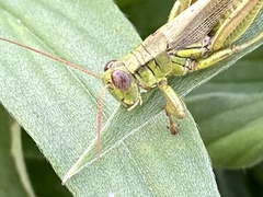 Melanoplus yarrowii