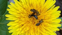 Lasioglossum fuscipenne