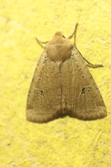 Conistra erythrocephala