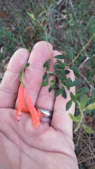 Clinopodium coccineum