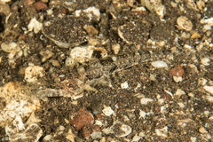 Thysanophrys chiltonae