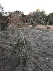 Cotoneaster glaucophyllus