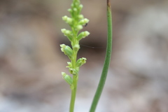 Microtis arenaria