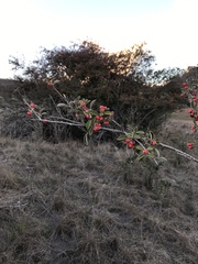 Cotoneaster glaucophyllus