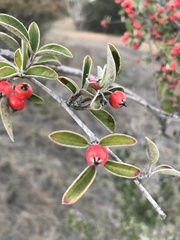 Cotoneaster glaucophyllus