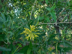 Cestrum parqui