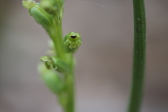 Microtis arenaria