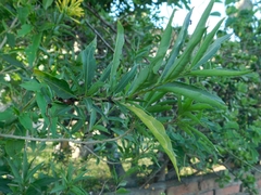 Cestrum parqui