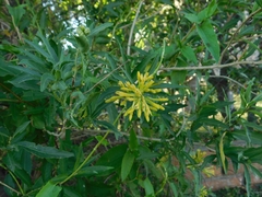 Cestrum parqui