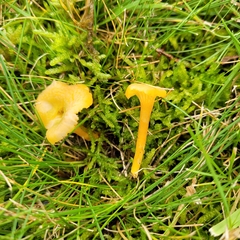 Hygrocybe