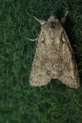 Lithophane ornitopus