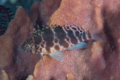 Cirrhitichthys aprinus