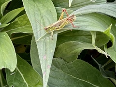 Melanoplus yarrowii
