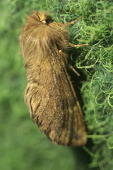 Ptilophora plumigera