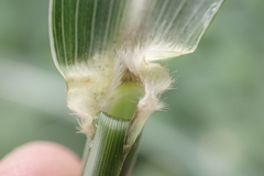 Sorghum × drummondii
