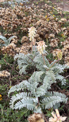 Astragalus nuttallii