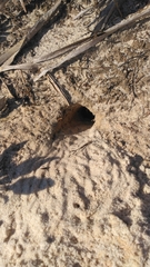 Peromyscus polionotus ammobates