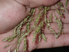 Sorghum × drummondii