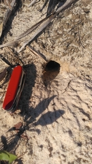 Peromyscus polionotus ammobates