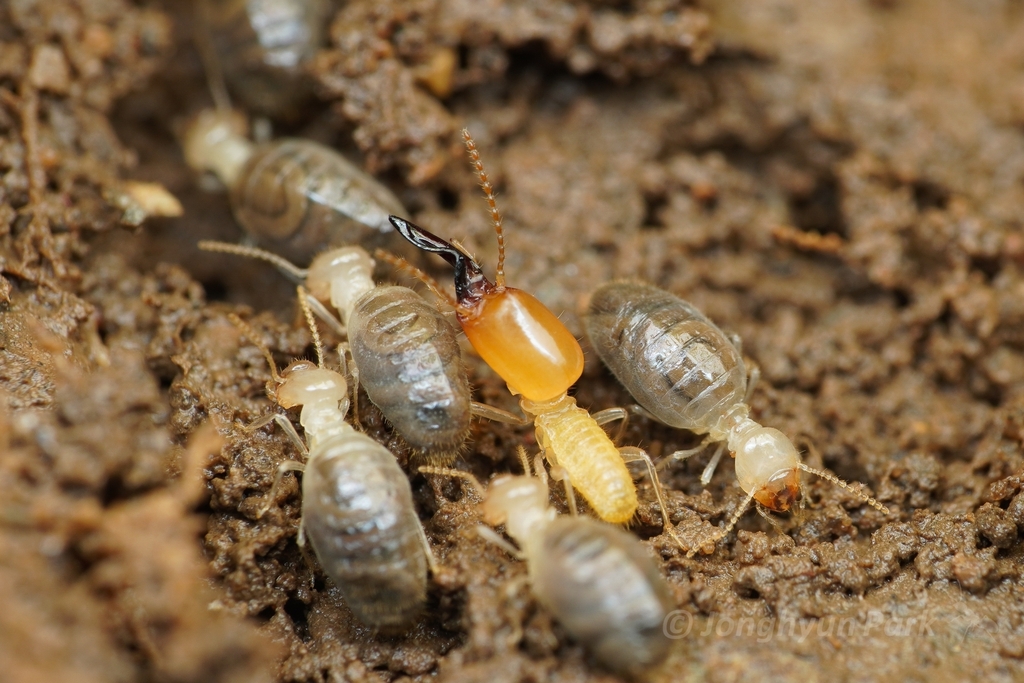 Dicuspiditermes