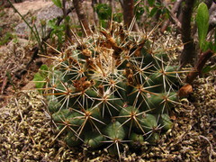 Coryphantha ottonis