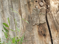 Muehlenbeckia sagittifolia