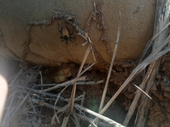 Tetragonisca angustula