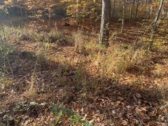 Rhopalomyia capitata