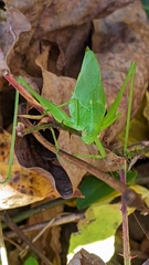 Amblycorypha