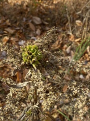 Rhopalomyia capitata