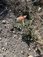 Astragalus nuttallii