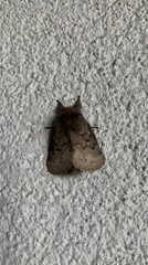 Macromphalia ancilla