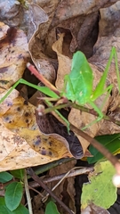 Amblycorypha