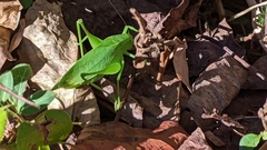 Amblycorypha