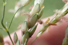 Sorghum × drummondii