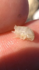 Haustorioidea