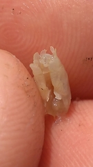 Haustorioidea