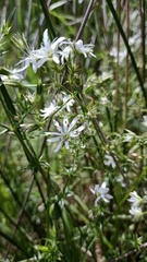 Stellaria pungens