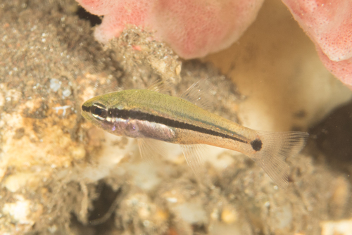 Branch cardinalfish (Ostorhinchus cladophilos) — Apogonidae — 4