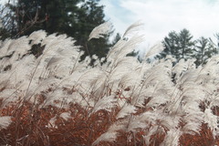 Miscanthus sacchariflorus