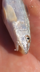 Menticirrhus littoralis