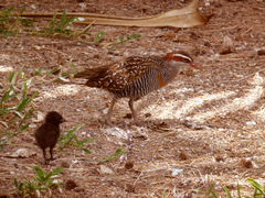 Gallirallus philippensis mellori
