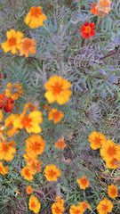 Tagetes lunulata