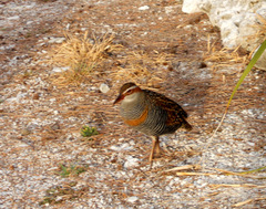 Gallirallus philippensis mellori