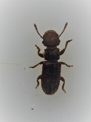 Aralius wollastoni